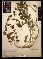 Stachys coccinea Ortega [family LAMIACEAE]