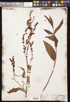 Rumex altissimus Alph. Wood [family POLYGONACEAE]