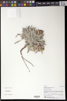 Oenothera cespitosa Nutt. subspecies cespitosa [family ONAGRACEAE]