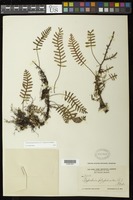 Pleopeltis polypodioides (L.) E.G. Andrews & Windham [family POLYPODIACEAE]