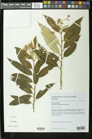 Solanum cinnamomeum Sendtn. in Mart. [family SOLANACEAE]