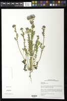 Phacelia ciliata [family HYDROPHYLLACEAE]