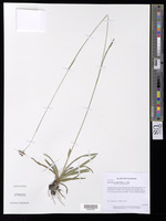 Rhynchospora ciliaris (Michx.) C. Mohr [family CYPERACEAE]