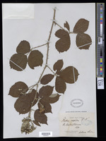Rubus vestitus Weihe [family ROSACEAE]