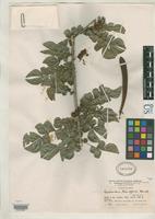 Isotype of Calliandra decrescens Killip, E.P. & Macbride, J.F. 1943 [family FABACEAE]