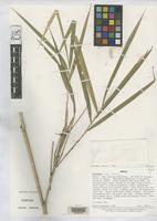 Holotype of Aulonemia fulgor Soderstrom, T.R. 1988 [family POACEAE]
