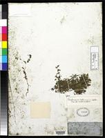 Filed as Trichomanes latemarginale Eaton, D.C. 1859 [family HYMENOPHYLLACEAE]