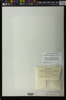 Holotype of Platygyriella jamaicensis E.B. Bartram [family HYPNACEAE]