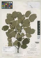 Isotype of Alnus rugosa f. hypomalaca Fernald, M.L. 1945 [family BETULACEAE]