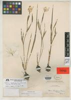 Holotype of Cypella rosei Foster, R.C. 1945 [family IRIDACEAE]