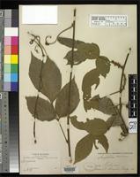 Isotype of Paullinia boliviana Radlkofer, L.A.T. 1895 [family SAPINDACEAE]