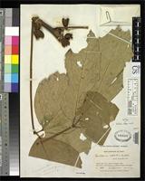 Isotype of Paullinia killipii Macbride, J.F. 1956 [family SAPINDACEAE]