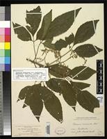 Syntype of Thouinia acuminata var. pubicalyx Radlkofer, L.A.T. 1893 [family SAPINDACEAE]