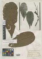 Isotype of Campnosperma panamensis Standley, P.C. 1920 [family ANACARDIACEAE]