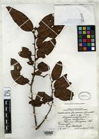 Isotype of Matudaea trinervia Lundell, C.L. 1940 [family HAMAMELIDACEAE]