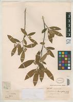 Isotype of Photinia lancifolia Rehder, A. & Wilson, E.H. 1912 [family ROSACEAE]