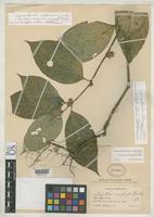 Holotype of Achyranthes megaphylla Standley, P.C. 1917 [family AMARANTHACEAE]