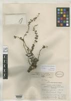 Isotype of Alternanthera nesiotes Johnston, I.M. 1923 [family AMARANTHACEAE]