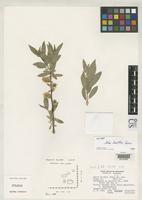 Isotype of Salix boothii Dorn, R.D. 1975 [family SALICACEAE]