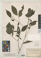 Isotype of Piper manabinum Candolle, A.C.P. de 1908 [family PIPERACEAE]
