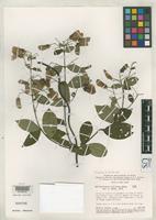 Isotype of Banisteriopsis calcicola Gates, B. 1982 [family MALPIGHIACEAE]