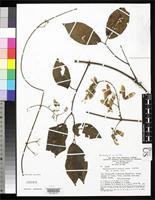 Isotype of Banisteriopsis prancei Gates, B. 1982 [family MALPIGHIACEAE]