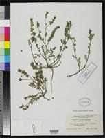 Isotype of Phacelia ciliata var. opaca Howell, J.T. 1936 [family HYDROPHYLLACEAE]