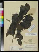 Holotype of Homalium hemisystylum Blake, S.F. 1919 [family FLACOURTIACEAE]