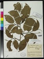 Holotype of Homalium mituense Cuatrecasas, J. 1955 [family FLACOURTIACEAE]