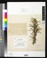Holotype of Opuntia perrita Griffiths, D. 1912 [family CACTACEAE]