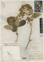 Holotype of Gynoxys ignaciana Cuatrecasas, J. 1951 [family ASTERACEAE]