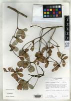 Isotype of Gesneria haitiensis Skog, L.E. 1971 [family GESNERIACEAE]