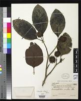 Isotype of Sarcocephalus ovatus Elmer, A.D.E. 1906 [family RUBIACEAE]