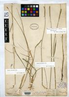 Filed as Hordeum flexuosum Steudel, E.G. von 1854 [family POACEAE]