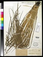 Isotype of Isoetes bradei Herter, W.G. 1949 [family ISOETACEAE]