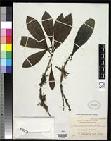 Isotype of Ixora confertiflora Merrill, E.D. 1920 [family RUBIACEAE]
