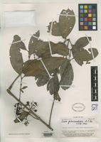 Isotype of Ixora greenwoodiana Smith, A.C. 1953 [family RUBIACEAE]