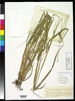 Isotype of Tripsacum zopilotense Hernandez-Xolocotzi, E. & Randolph, L.F. 1950 [family POACEAE]
