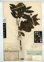 Isosyntype of Matayba mollis Radlkofer, L.A.T. 1879 [family SAPINDACEAE]