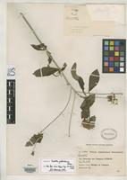 Isotype of Pavetta globularis Bremer, M. 1934 [family RUBIACEAE]