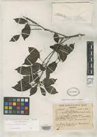 Isolectotype of Pradosia kuhlmannii Toledo, J.F. 1946 [family SAPOTACEAE]