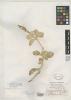 Isotype of Achyranthes atollensis St. John, H. 1979 [family AMARANTHACEAE]