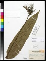 Isotype of Neolepisorus ensatus var. platyphyllus Tagawa, M. 1948 [family POLYPODIACEAE]