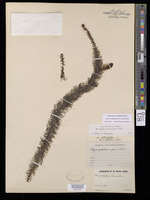 Myriophyllum heterophyllum Michx. [family HALORAGACEAE]