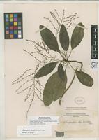 Isolectotype of Charpentiera obovata var. elliptica Hillebrand, W.F. 1888 [family AMARANTHACEAE]