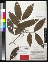 Isotype of Arytera pseudofoveolata Turner, H. 1993 [family SAPINDACEAE]
