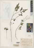 Isotype of Cardamine yunnanensis Franchet, A.R. 1886 [family BRASSICACEAE]