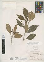 Isotype of Hoffmannia macrosiphon Standley, P.C. 1937 [family RUBIACEAE]