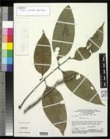 Isotype of Talisia ghilleana Acevedo-Rodriguez, P. 2003 [family SAPINDACEAE]