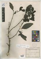 Isosyntype of Loranthus rhamnifolius Engler, H.G.A. 1894 [family LORANTHACEAE]
